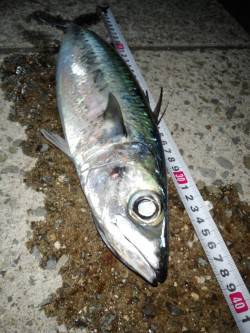 大蔵海岸ウキ釣りで大サバ〜時合いは20時～…