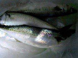 大蔵海岸　ウキ釣りで大サバ当たり連発!!