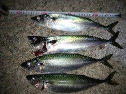 大蔵海岸　ウキ釣りで大サバ当たり連発!!