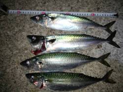 大蔵海岸　ウキ釣りで大サバ当たり連発!!