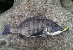 淀川河口でルアーゲーム★バイブで綺麗なマチ…