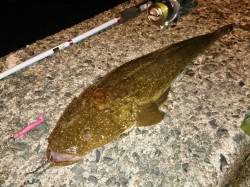 久美浜周辺でコチング〜底ギリギリを引いてカ…