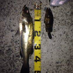 夏の夜のウキ釣りでハネ狙い〜アタリ多くおすすめです♪