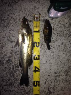 夏の夜のウキ釣りでハネ狙い〜アタリ多くおす…