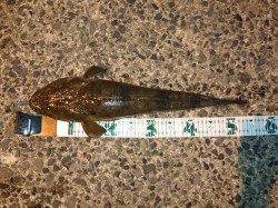 久美浜二日連続でコチング〜マゴチ55㎝、54㎝、47㎝、30㎝