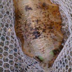 泉南の残りイカを狙って出撃、3バイGET！