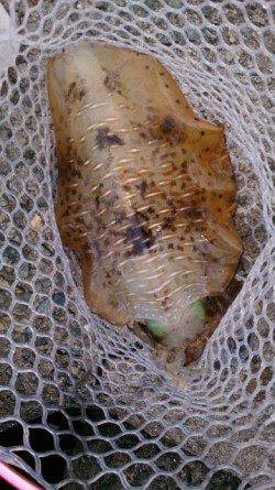 泉南の残りイカを狙って出撃、3バイGET！