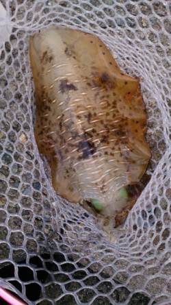 泉南の残りイカを狙って出撃、3バイGET！…