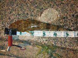 久美浜二日連続でコチング〜マゴチ55㎝、54㎝、47㎝、30㎝