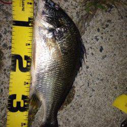 ウキ釣りで安定のキビレの釣果