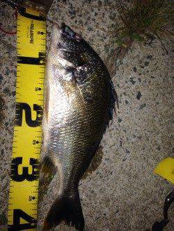 ウキ釣りで安定のキビレの釣果