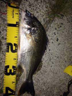 ウキ釣りで安定のキビレの釣果