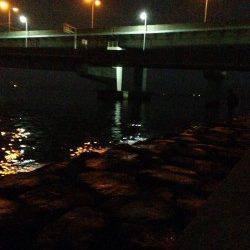 ウキ釣りで安定のキビレの釣果