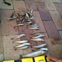 芦屋川河口でキス、との噂。試しに狙ってきました♪