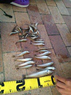 芦屋川河口でキス、との噂。試しに狙ってきました♪