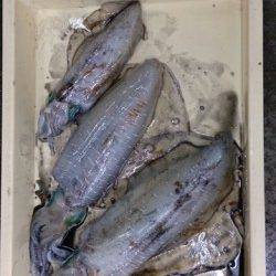 泉南の残りイカを狙って出撃、3バイGET！