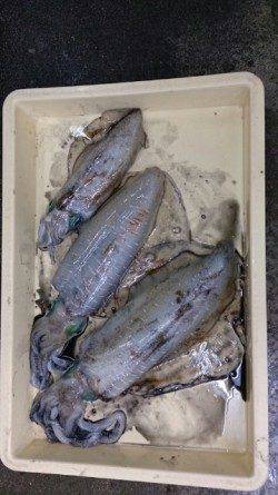 泉南の残りイカを狙って出撃、3バイGET！