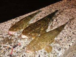 久美浜のコチング〜数釣りが楽しめるシーズンに入りました♪