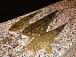 久美浜のコチング〜数釣りが楽しめるシーズン…