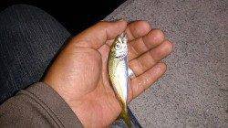 須磨にてアジング〜風の強い中めげずにアジの釣果