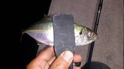 須磨にてアジング〜風の強い中めげずにアジの…