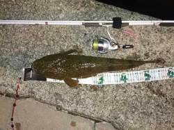 夕涼みがてら久美浜コチングへ、本命マゴチ5…