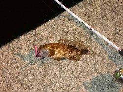 夕涼みがてら久美浜コチングへ、本命マゴチ56cmゲットのほかガシラも