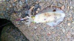 谷川漁港　前週に続きエギング釣行☆