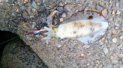 谷川漁港　前週に続きエギング釣行☆