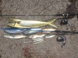 和歌山マリーナシティ周辺　ショアジギングが…