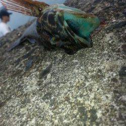 谷川漁港　夏イカ狙いは撃沈　穴釣りを楽しむ