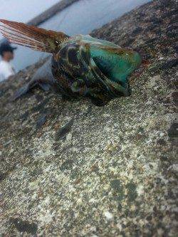 谷川漁港　夏イカ狙いは撃沈　穴釣りを楽しむ