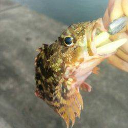 谷川漁港　夏イカ狙いは撃沈　穴釣りを楽しむ