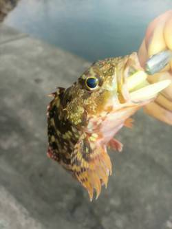 谷川漁港　夏イカ狙いは撃沈　穴釣りを楽しむ…