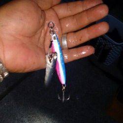 沖堤防でガシラ好調、面白いくらいに釣れました