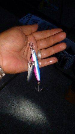 沖堤防でガシラ好調、面白いくらいに釣れました