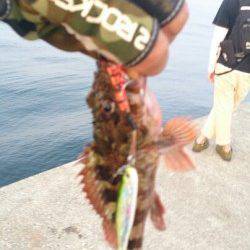 沖堤防でガシラ好調、面白いくらいに釣れました