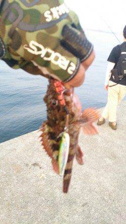 沖堤防でガシラ好調、面白いくらいに釣れました