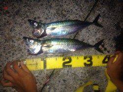 舞子で大サバ狙い〜前半のサバに比べてちょっと小ぶりでした