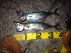 舞子で大サバ狙い〜前半のサバに比べてちょっ…