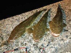 網野方面へコチング釣行〜二人で６匹ヒットで最高に楽しめました