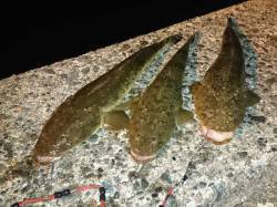 網野方面へコチング釣行〜二人で６匹ヒットで…