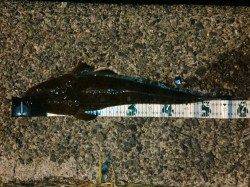 網野方面へコチング釣行〜二人で６匹ヒットで最高に楽しめました