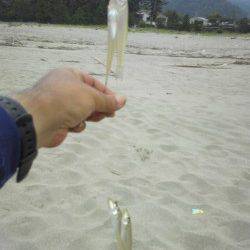 神崎海岸で投げ釣り〜1投目でキス4連♪