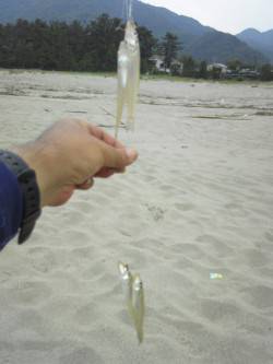 神崎海岸で投げ釣り〜1投目でキス4連♪