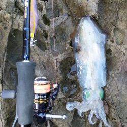 夏アオリin和歌山！ダブルヒットもありました