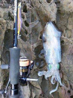 夏アオリin和歌山！ダブルヒットもありました