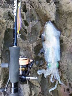 夏アオリin和歌山！ダブルヒットもありまし…