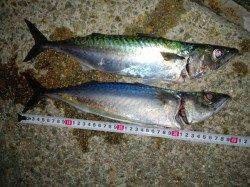 アジュール舞子にて大サバ♪　今後はタチウオ狙っていきます