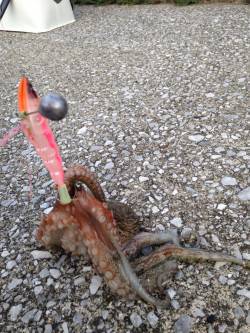 貝塚オクトパッシング〜2投目で根掛かりかと…